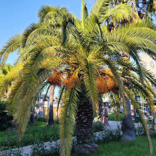 Fotos del Palmera. Pronósticos del tiempo con hermosas fotos de Albert_Smelovtsev en Sochi