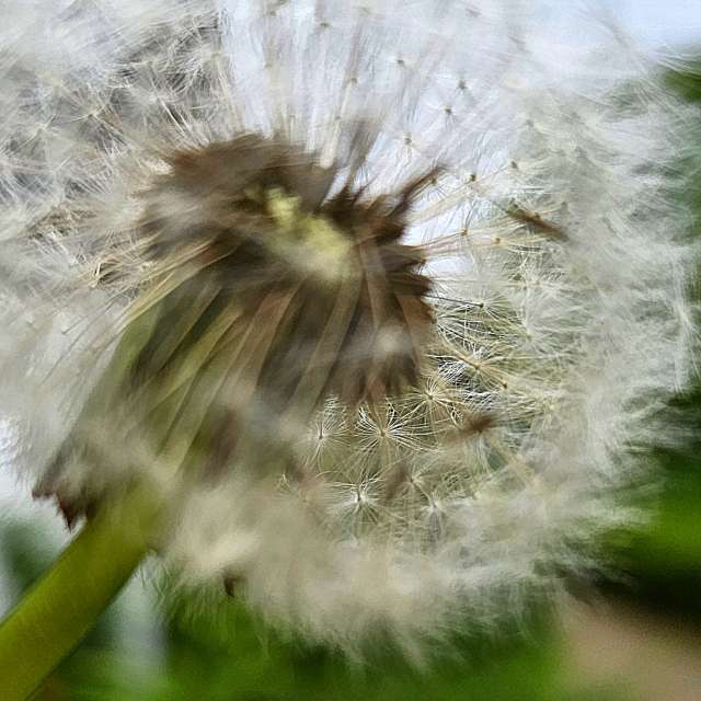 Fotos Flor. Previsões do tempo com lindas fotos de Seni em Velbert