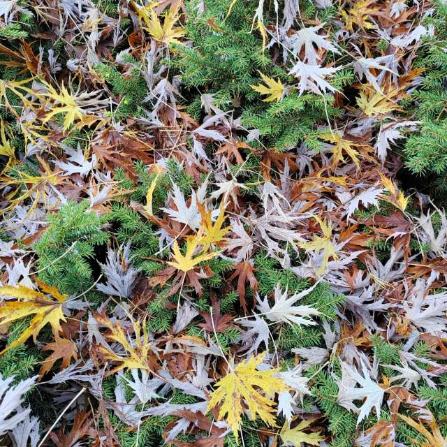 Tree. Weather forecasts with beautiful photos by Albert_Smelovtsev Photos in Roza Khutor