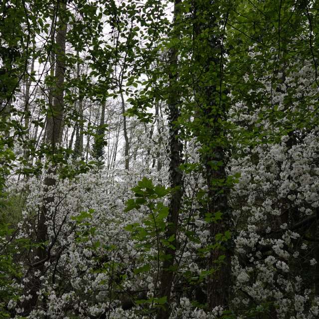 Fotos Arborizado. Previsões do tempo com lindas fotos de Vasek325 em Praha 12