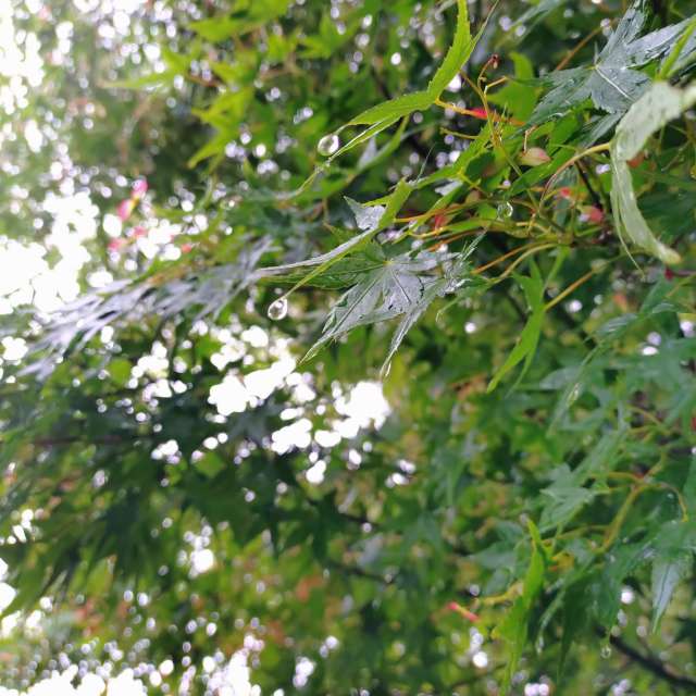 Fotos del Calle. Pronósticos del tiempo con hermosas fotos de kon__miyuki en Nada Ward