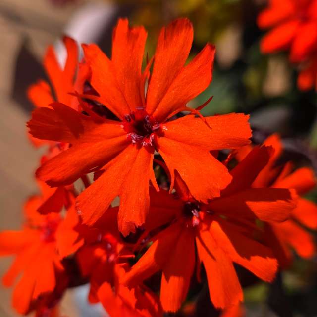 Clear. Weather forecasts with beautiful photos by Seni Photos in Velbert