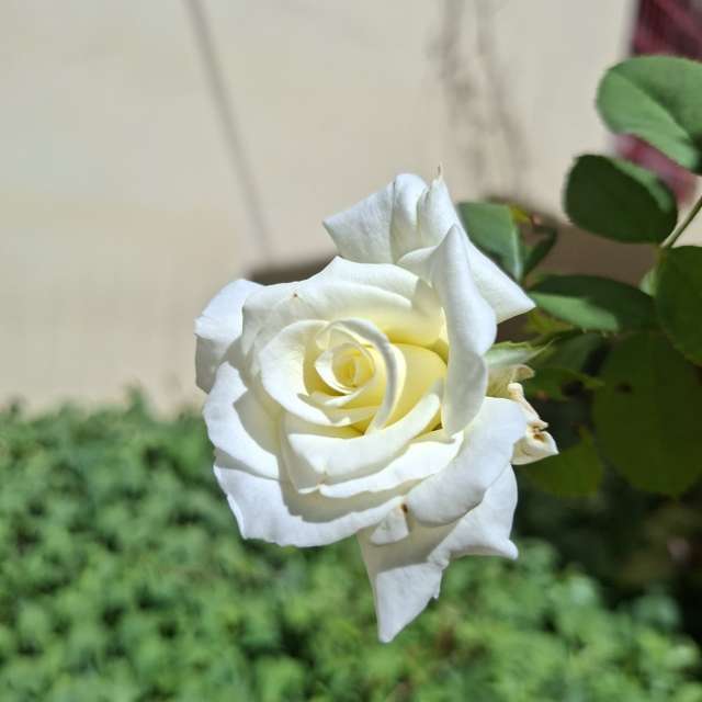 Fotos Rosa. Previsões do tempo com lindas fotos de Wen-ya Huang em Kaohsiung City