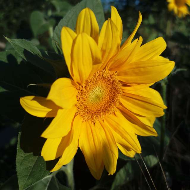Fotos del Flor. Pronósticos del tiempo con hermosas fotos de Сашко en Ucrania