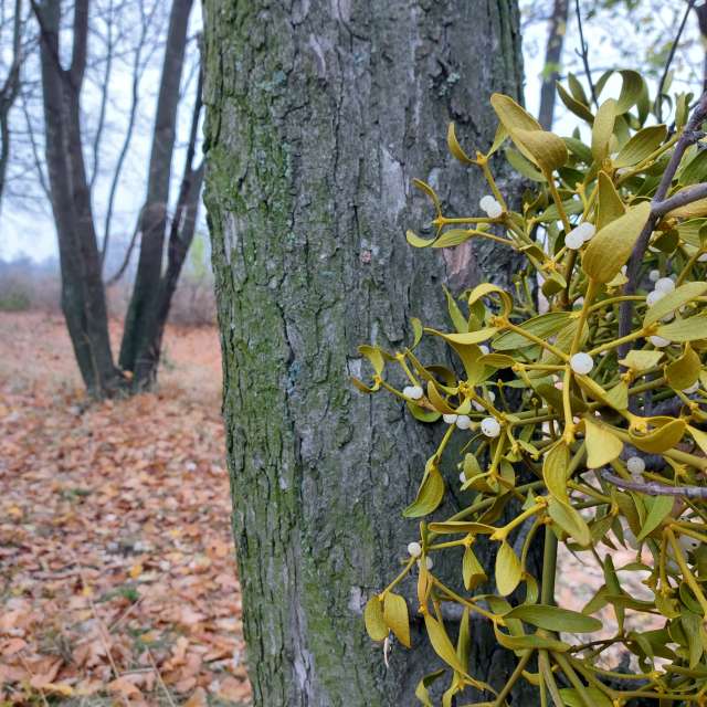 Suckers. Weather forecasts with beautiful photos by Iryna Photos in Kharkiv