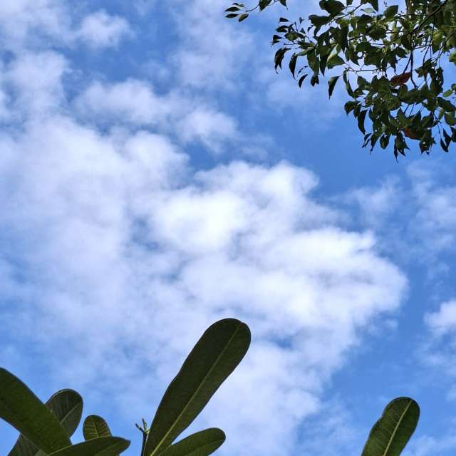 Cactus. Weather forecasts with beautiful photos by Wen-ya Huang Photos in Kaohsiung City