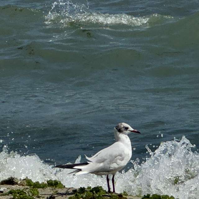 Prévisions météo avec de superbes photos de Sonia