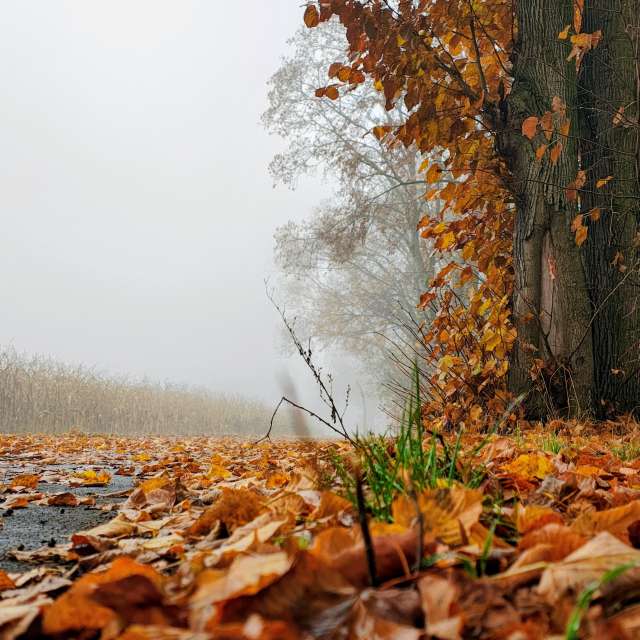 Fotos Comida. Previsões do tempo com lindas fotos de Piškot em Bohunovice