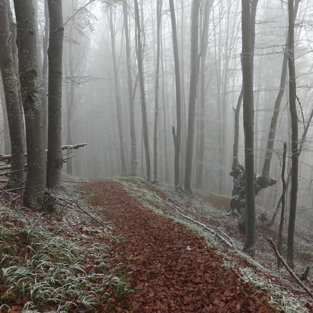 天气预报，带Rosiii精美的照片