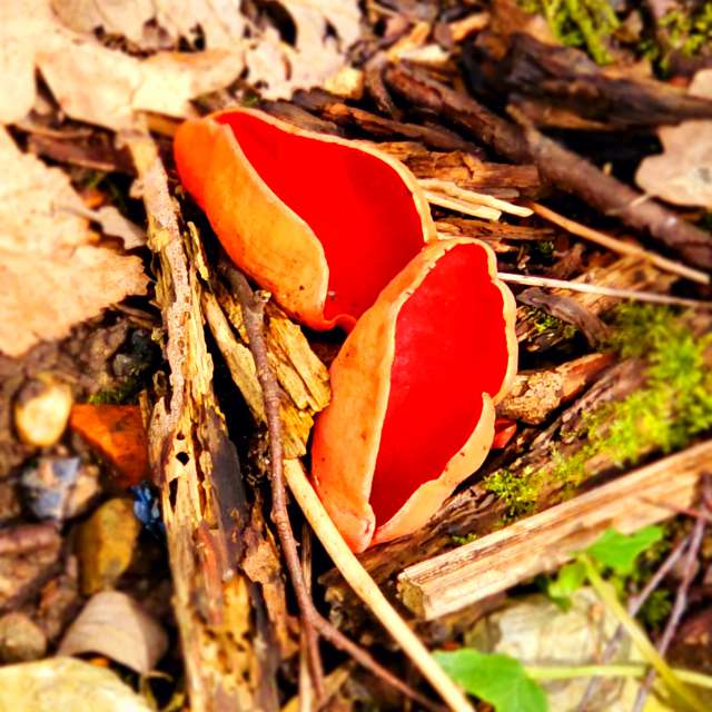 Fotos Fungos. Previsões do tempo com lindas fotos de Seni em Velbert