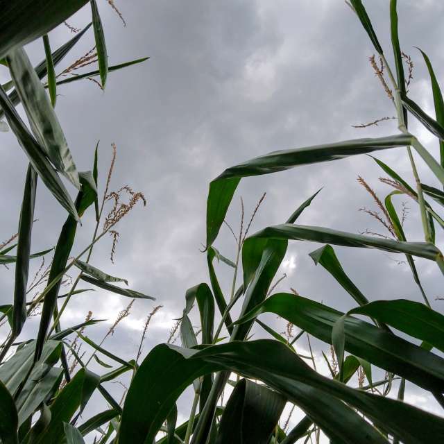 Glasmanの美しい写真による天気予報