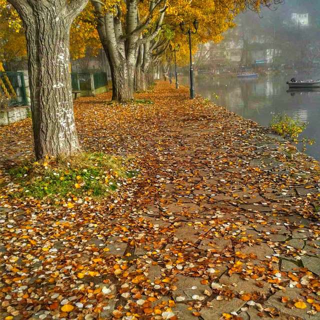 Leafs. Weather forecasts with beautiful photos by Μαρίνα Photos in World