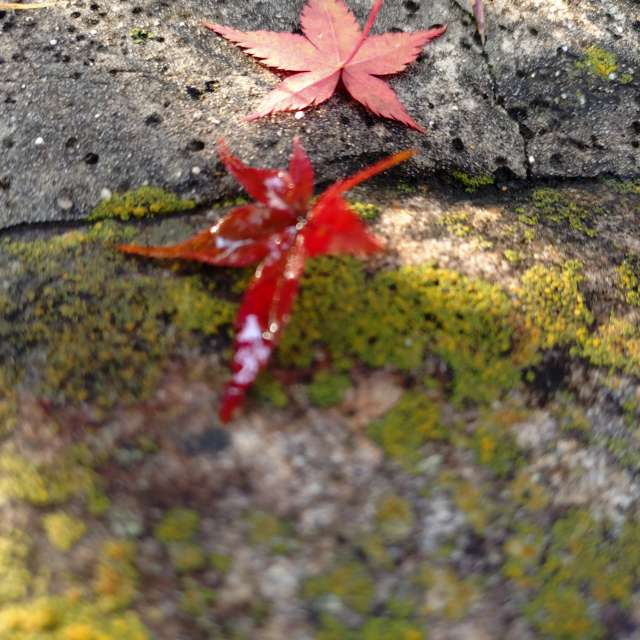 Прогнозы погоды с чудесными фотографиями, сделанными kon__miyuki