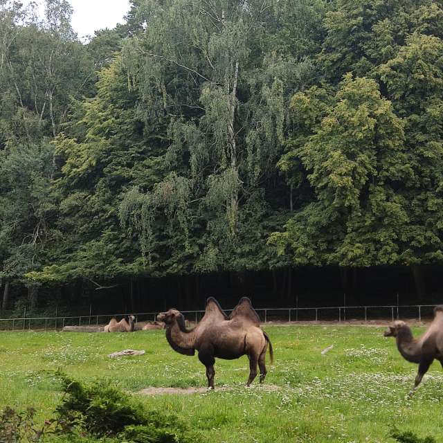 Animal. Weather forecasts with beautiful photos by _Sana_ Photos in Gdansk