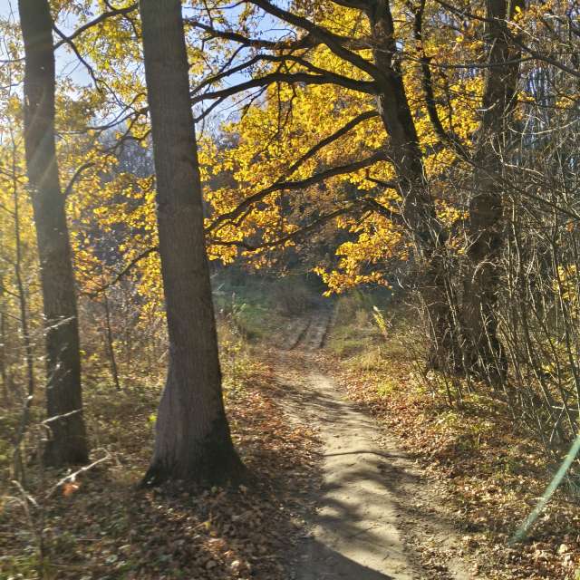 Wooded. Weather forecasts with beautiful photos by Aleksei Photos in Tula