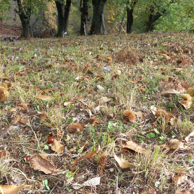Grassy. Weather forecasts with beautiful photos by Necdet Tilki Photos in World