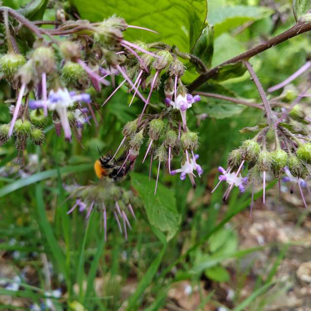 Fotos del Oso. Pronósticos del tiempo con hermosas fotos de Albert_Smelovtsev en Roza Khutor