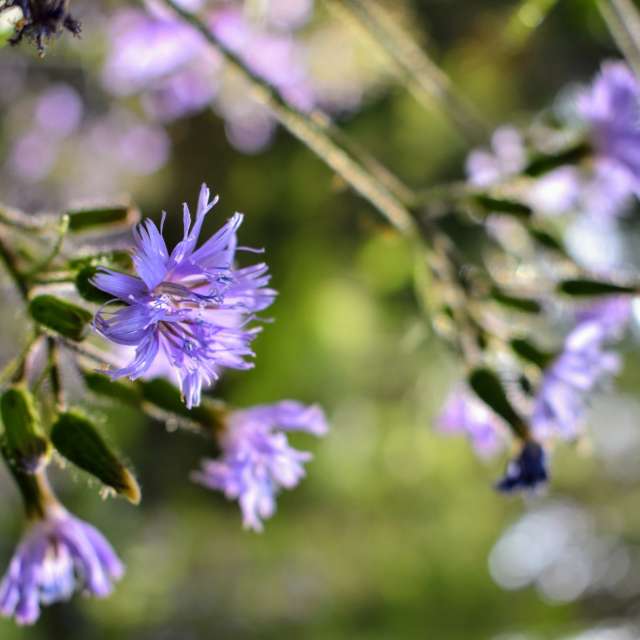 Branch. Weather forecasts with beautiful photos by hejpetrpepa Photos in Plzeň Region