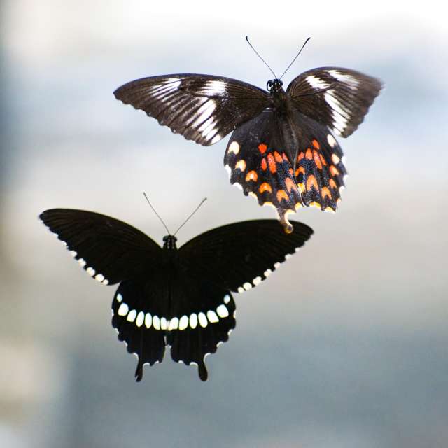 Previsões do tempo com lindas fotos de Vimal_Ram_S