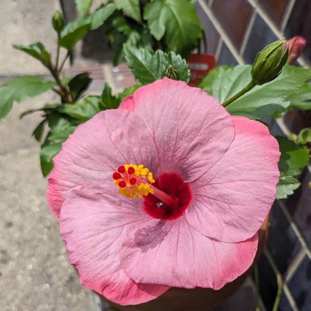 Fotos Gato. Previsões do tempo com lindas fotos de あさのジジ em Okayama