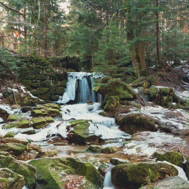 Bear. Weather forecasts with beautiful photos by Foqus Foto Photos in World