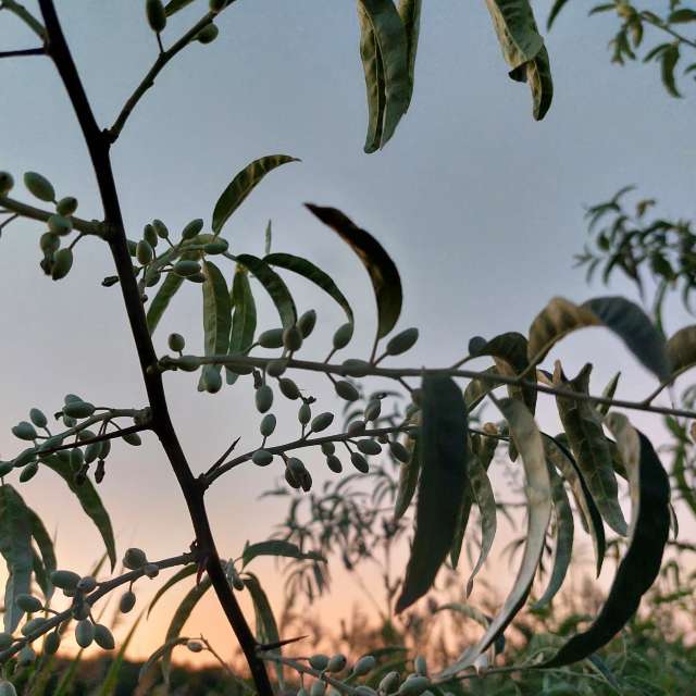 Edible. Weather forecasts with beautiful photos by Iryna Photos in Kharkiv
