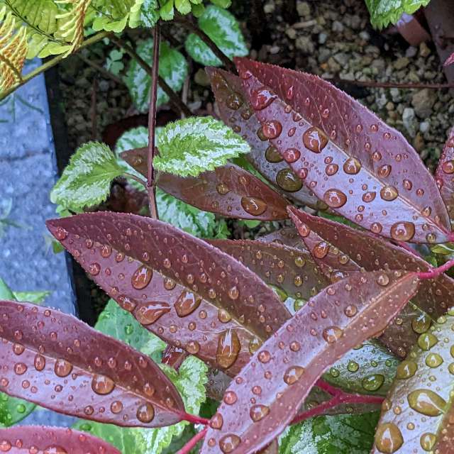 Fotos Fruta. Previsões do tempo com lindas fotos de あさのジジ em Okayama