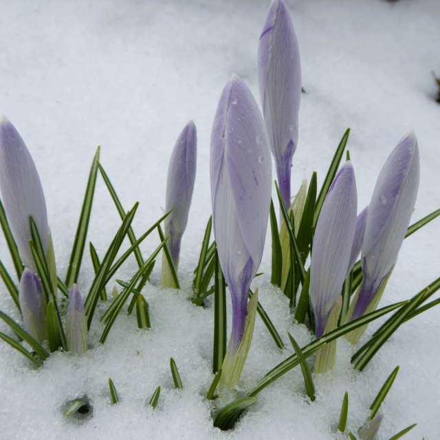 Snow. Weather forecasts with beautiful photos by AlmaGenute53 Photos in Lithuania