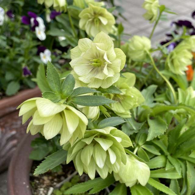 Fotos Pizza. Previsões do tempo com lindas fotos de あさのジジ em Okayama