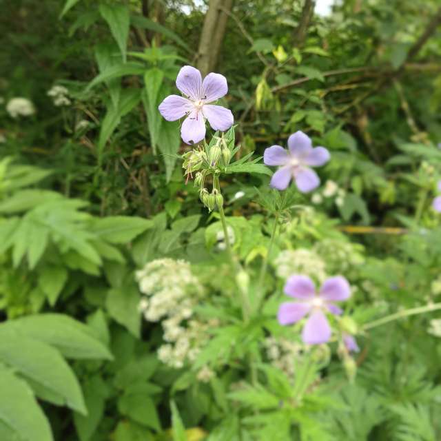 Grass. Weather forecasts with beautiful photos by Amanda_and_Valdemar_Che Photos in Izmaylovo District