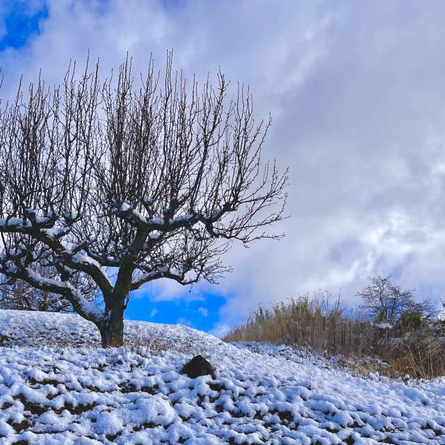 Tree. Weather forecasts with beautiful photos by Kasumisou Photos in Saku-shi