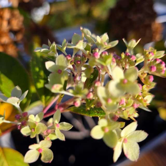 Fotos Escrivaninha. Previsões do tempo com lindas fotos de Seni em Velbert
