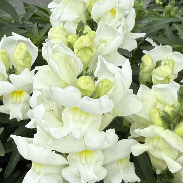 Fotos Contador. Previsões do tempo com lindas fotos de あさのジジ em Okayama