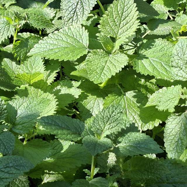 Fotos Cercado. Previsões do tempo com lindas fotos de Wen-ya Huang em Kaohsiung City