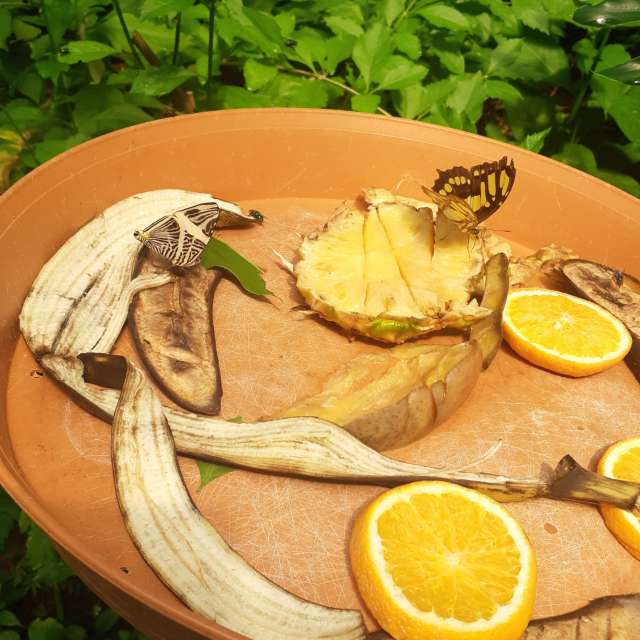 Prévisions météo avec de superbes photos de Florabresler