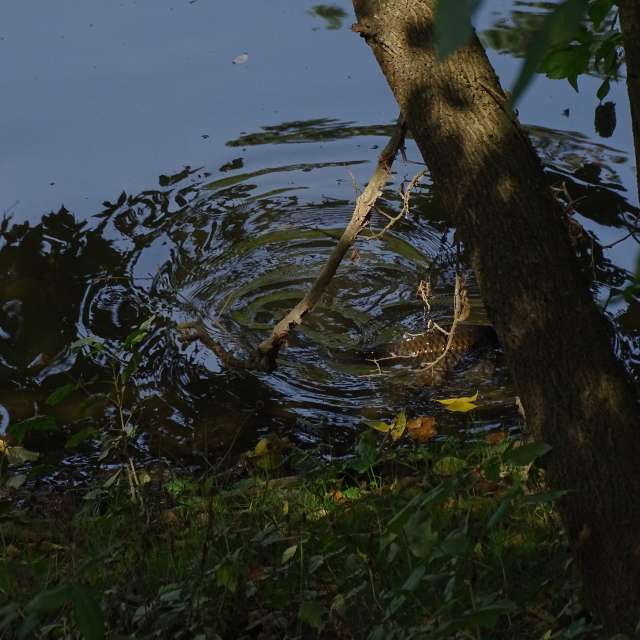 Fotos Lago. Previsões do tempo com lindas fotos de Vasek325 em Praha 12