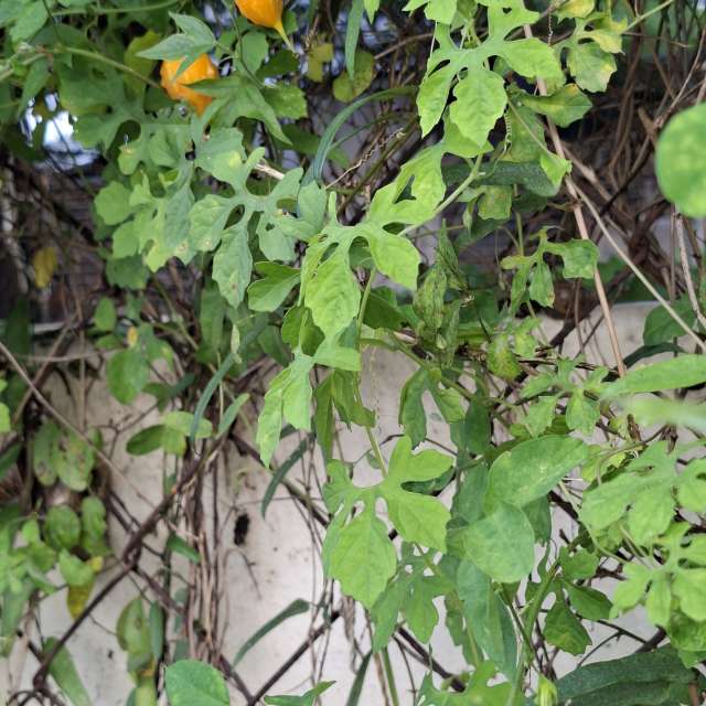 Fotos Urso. Previsões do tempo com lindas fotos de Wen-ya Huang em Kaohsiung City