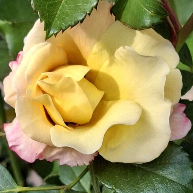 Photos Feuille. Prévisions météo avec de superbes photos de Wen-ya Huang de Kaohsiung