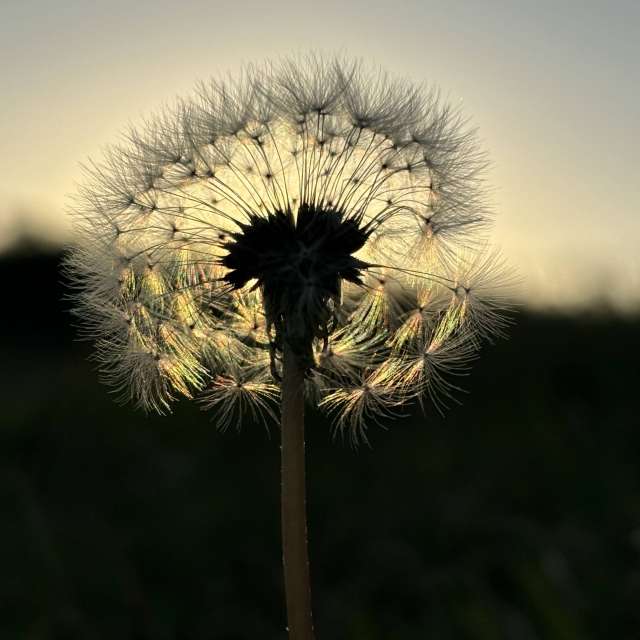 Fotos del Flor. Pronósticos del tiempo con hermosas fotos de Ю_лия en Ucrania
