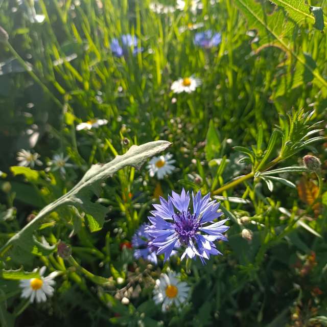 Ania-12の美しい写真による天気予報