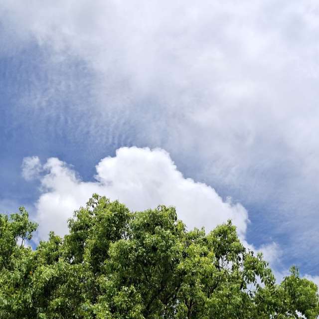 Fotos Floresta. Previsões do tempo com lindas fotos de Wen-ya Huang em Kaohsiung City