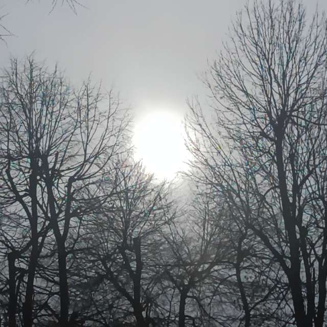 Fotos del Bosque. Pronósticos del tiempo con hermosas fotos de YanBog en București