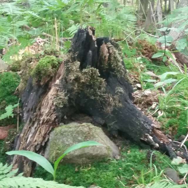 AnnaHakesの美しい写真による天気予報