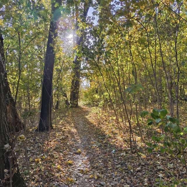 Plant. Weather forecasts with beautiful photos by Aleksei Photos in Tula
