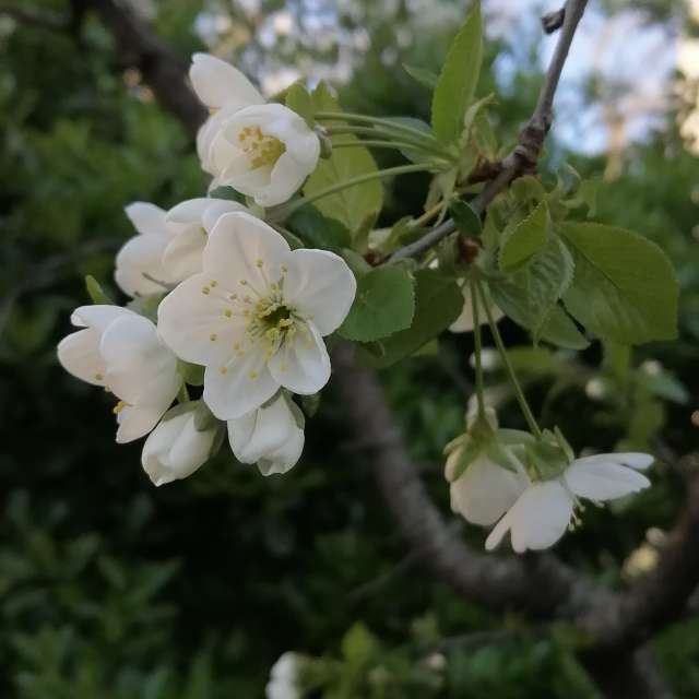 Rose. Wettervorhersagen mit schönen Fotos von AttilaSzilvássy Fotos Budapest