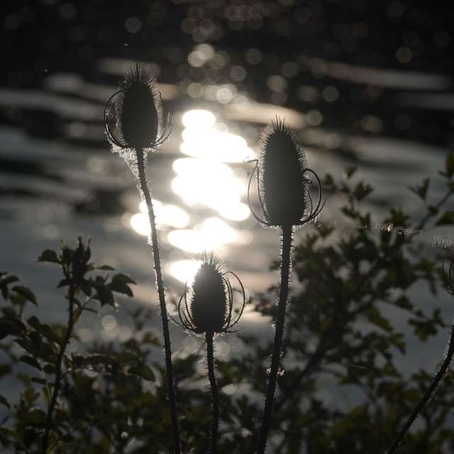 Fotos Flor. Previsões do tempo com lindas fotos de Vasek325 em Praha 12