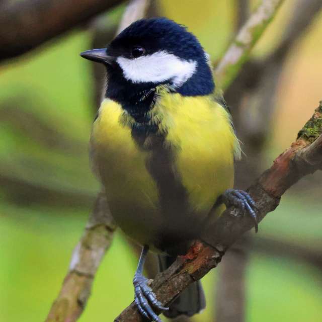 Wooden. Weather forecasts with beautiful photos by Lotti5507 Photos in Stockum