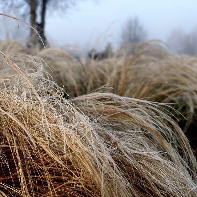 Photos Neige. Prévisions météo avec de superbes photos de Stassy de Teshkovo