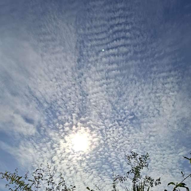 Fotos Arbustos. Previsões do tempo com lindas fotos de Wen-ya Huang em Kaohsiung City