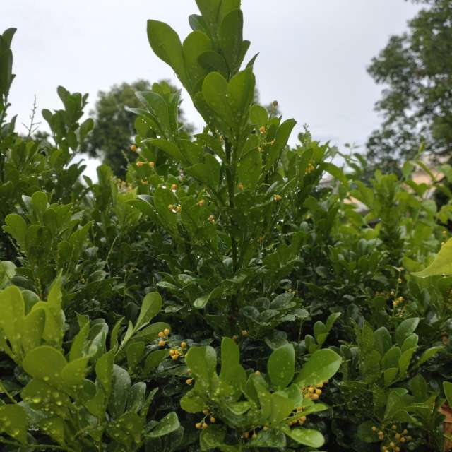 Fotos Rua. Previsões do tempo com lindas fotos de Wen-ya Huang em Kaohsiung City